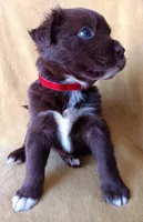 Max, a male Labrador Retriever and Poodle - Miniature  for sale in Chula Vista, CA – Photo 5 of 8