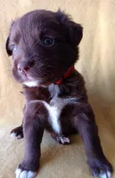 Max, a male Labrador Retriever and Poodle - Miniature  for sale in Chula Vista, CA – Photo 6 of 8