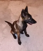 Lucy , a female Belgian Malinois for sale in Chula Vista, CA – 2 of 6