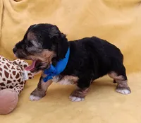Tommy, a male Maltipoo for sale in Chula Vista, CA – 5 of 10