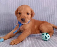 Teddy, a male Golden Retriever and Labrador Retriever for sale in Chula Vista, CA – 6 of 7