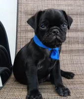 Chubby pugsie , a male Pug for sale in Chula Vista, CA – 8 of 8