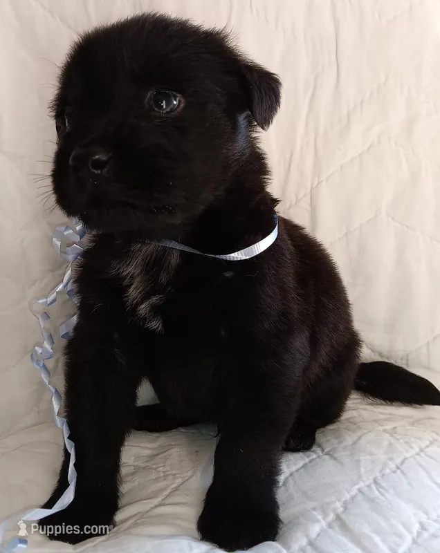 Blacky – Labrador Retriever puppy for sale in Chula Vista, CA