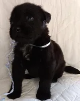 Blacky, a male Labrador Retriever for sale in Chula Vista, CA – Photo 1 of 4