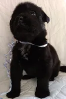 Blacky, a male Labrador Retriever for sale in Chula Vista, CA – Photo 2 of 4