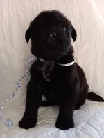 Blacky, a male Labrador Retriever for sale in Chula Vista, CA – Photo 4 of 4