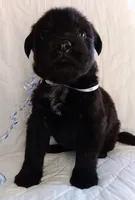 Blacky, a male Labrador Retriever for sale in Chula Vista, CA – Photo 3 of 4