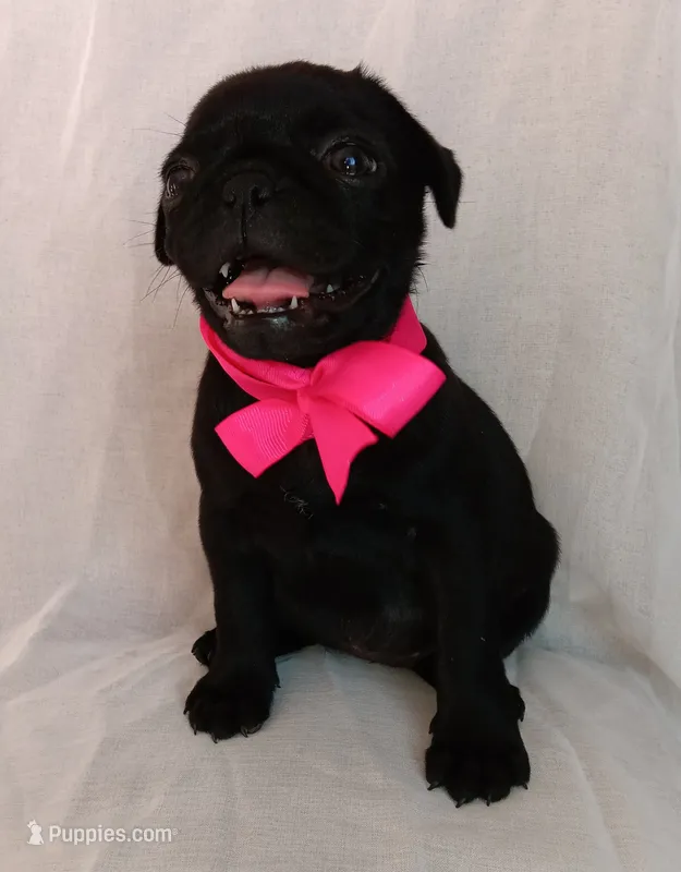 Happy – Pug puppy for sale in Chula Vista, CA