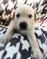 Koko, a male Labrador Retriever for sale in Chula Vista, CA – 2 of 2