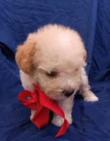 Tedsy, a male Maltipoo for sale in Chula Vista, CA – 10 of 10