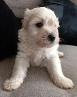 Higshie, a male Maltese and Poodle - Miniature  for sale in Chula Vista, CA – Photo 5 of 5