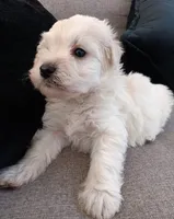 Higshie, a male Maltese and Poodle - Miniature  for sale in Chula Vista, CA – Photo 2 of 5