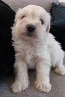 Higshie, a male Maltese and Poodle - Miniature  for sale in Chula Vista, CA – Photo 1 of 5