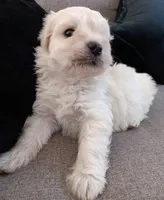 Higshie, a male Maltese and Poodle - Miniature  for sale in Chula Vista, CA – Photo 3 of 5