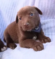 Marley, a male Labrador Retriever for sale in Chula Vista, CA – 2 of 3