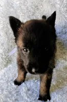Bella, a female Belgian Malinois for sale in Chula Vista, CA – Photo 3 of 4