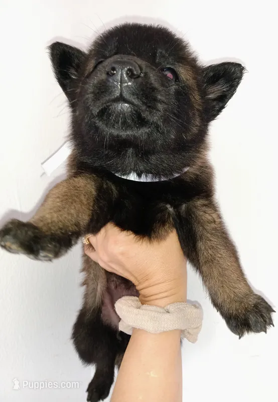 Bella – Belgian Malinois puppy for sale in Chula Vista, CA
