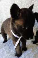 Bella, a female Belgian Malinois for sale in Chula Vista, CA – Photo 2 of 4