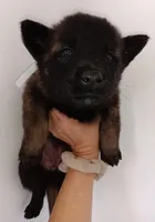 Bella, a female Belgian Malinois for sale in Chula Vista, CA – Photo 4 of 4