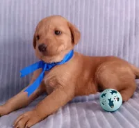 Teddy, a male Golden Retriever and Labrador Retriever for sale in Chula Vista, CA – 2 of 7