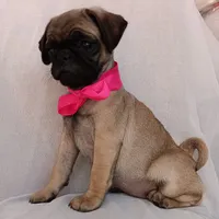 Roxanne , a female Pug for sale in Chula Vista, CA – 6 of 6