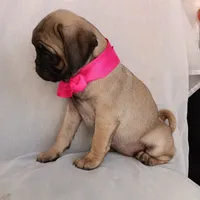 Roxanne , a female Pug for sale in Chula Vista, CA – 5 of 6