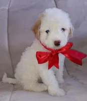 Teddy, a male Maltipoo for sale in Chula Vista, CA – 8 of 10