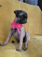 Bella, a female Pug for sale in Chula Vista, CA – 6 of 8
