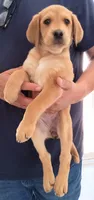 Lola, a female Labrador Retriever for sale in Chula Vista, CA – 7 of 8