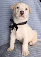 Teddy, a male Siberian Husky and Labrador Retriever for sale in Chula Vista, CA – Photo 4 of 7