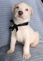 Teddy, a male Siberian Husky and Labrador Retriever for sale in Chula Vista, CA – Photo 2 of 7