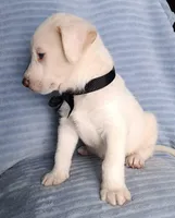 Teddy, a male Siberian Husky and Labrador Retriever for sale in Chula Vista, CA – Photo 6 of 7