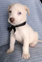 Teddy, a male Siberian Husky and Labrador Retriever for sale in Chula Vista, CA – Photo 7 of 7