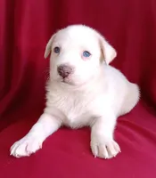 Teddy, a male Siberian Husky and Labrador Retriever for sale in Chula Vista, CA – Photo 1 of 7