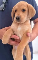 Lola, a female Labrador Retriever for sale in Chula Vista, CA – 6 of 8