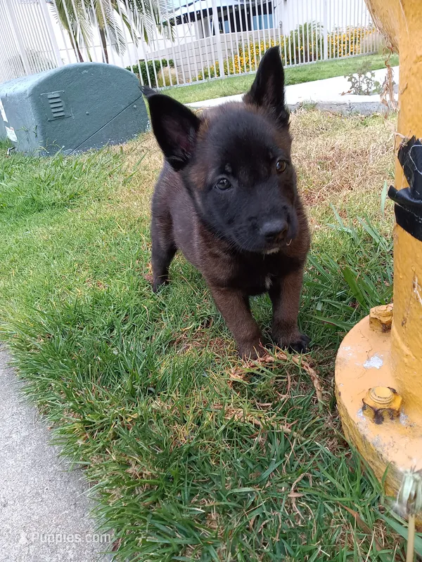 Maky – Belgian Malinois puppy for sale in Chula Vista, CA