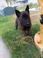 Maky, a female Belgian Malinois for sale in Chula Vista, CA – 1 of 4