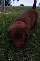 Max, a male Labrador Retriever for sale in Chula Vista, CA – 5 of 5