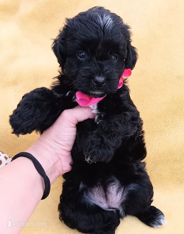 Charlotte  – Maltipoo puppy for sale in Chula Vista, CA