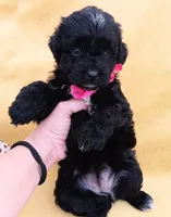 Charlotte , a female Maltipoo for sale in Chula Vista, CA – 1 of 7