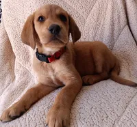 Lola , a female Labrador Retriever for sale in Chula Vista, CA – 2 of 5