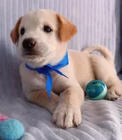 Toby, a male Golden Retriever and Labrador Retriever for sale in Chula Vista, CA – 6 of 8