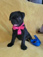 Happy, a female Pug for sale in Chula Vista, CA – 3 of 10