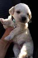 Nina, a female Maltese and Poodle - Miniature  for sale in Chula Vista, CA – Photo 6 of 6