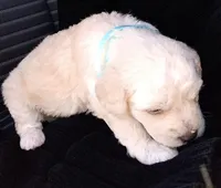 Nina, a female Maltese and Poodle - Miniature  for sale in Chula Vista, CA – Photo 2 of 6