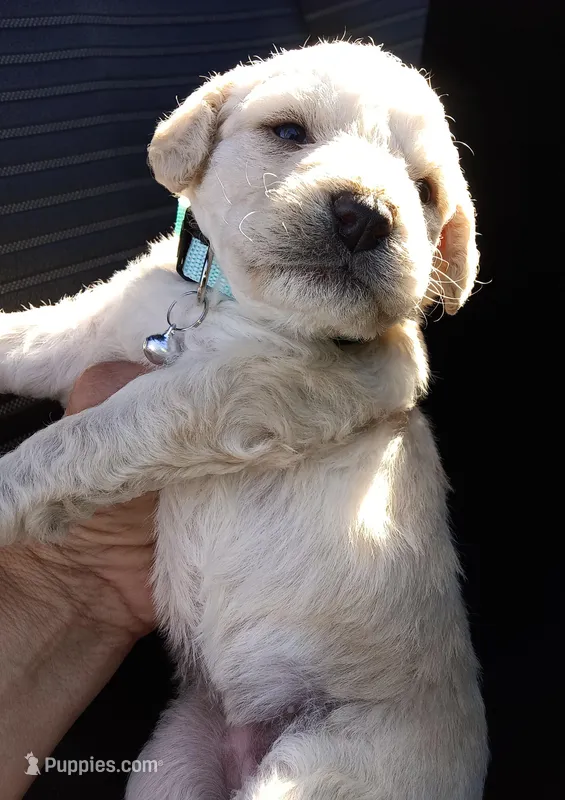 Nina, a female Maltese and Poodle - Miniature  for sale in Chula Vista, CA – Photo 1 of 6