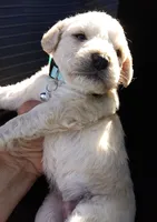 Nina, a female Maltese and Poodle - Miniature  for sale in Chula Vista, CA – Photo 1 of 6