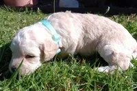 Nina, a female Maltese and Poodle - Miniature  for sale in Chula Vista, CA – Photo 4 of 6