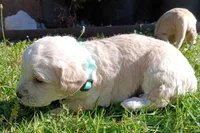 Nina, a female Maltese and Poodle - Miniature  for sale in Chula Vista, CA – Photo 5 of 6