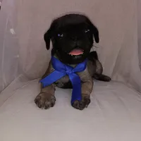 Bobby, a male Pug for sale in Chula Vista, CA – 4 of 6